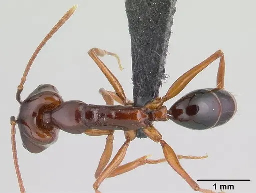 Anochetus madagascarensis specimen CASENT0146313 image casent0146313_1