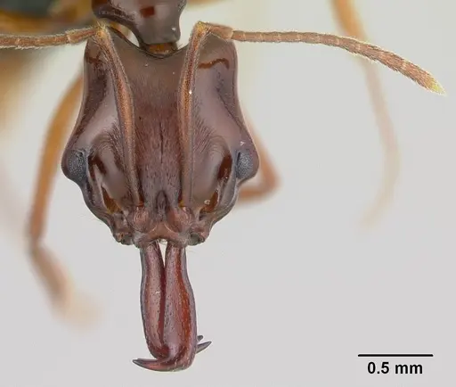 Anochetus madagascarensis specimen CASENT0146313 image casent0146313_2