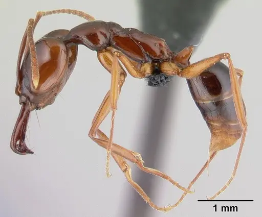 Anochetus madagascarensis specimen CASENT0146313 image casent0146313_3