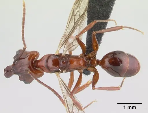 Anochetus madagascarensis specimen CASENT0146338 image casent0146338_1