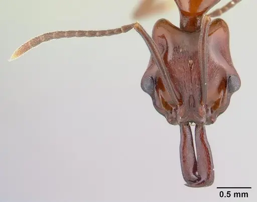 Anochetus madagascarensis specimen CASENT0146338 image casent0146338_2
