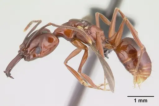 Anochetus madagascarensis specimen CASENT0146338 image casent0146338_3