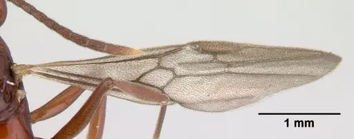 Anochetus madagascarensis specimen CASENT0146338 image casent0146338_4