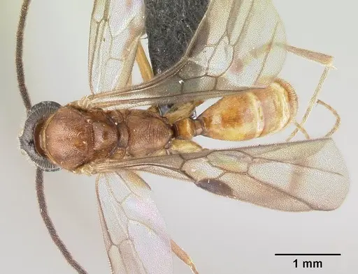 Anochetus madagascarensis specimen CASENT0146567 image casent0146567_1