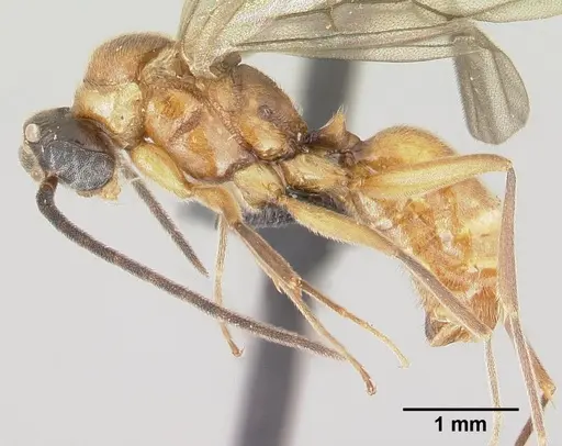 Anochetus madagascarensis specimen CASENT0146567 image casent0146567_3