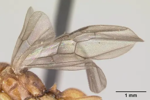 Anochetus madagascarensis specimen CASENT0146567 image casent0146567_4