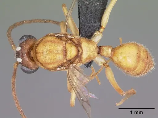 Anochetus madagascarensis specimen CASENT0442379 image casent0442379_1