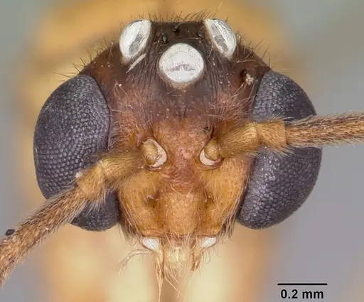 Anochetus madagascarensis specimen CASENT0442379 image casent0442379_2