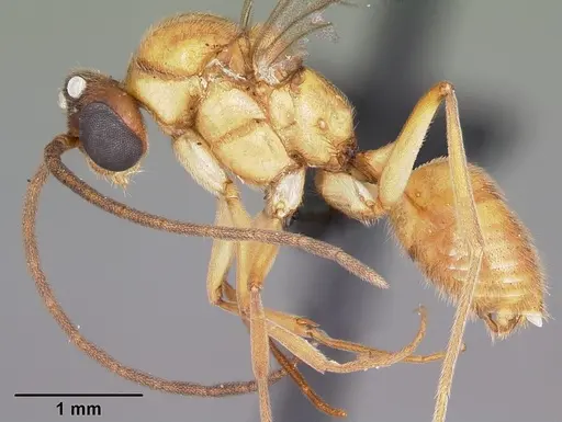 Anochetus madagascarensis specimen CASENT0442379 image casent0442379_3