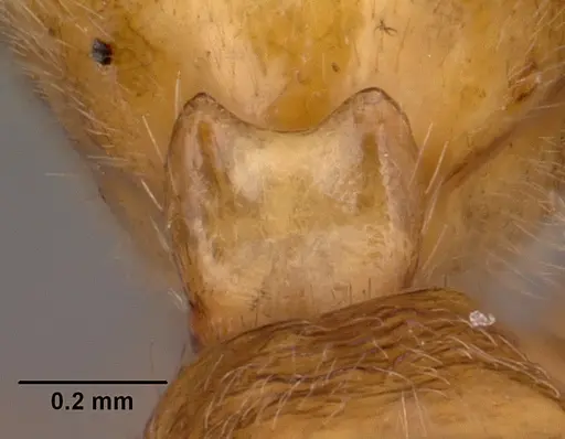 Anochetus madagascarensis specimen CASENT0442379 image casent0442379_4