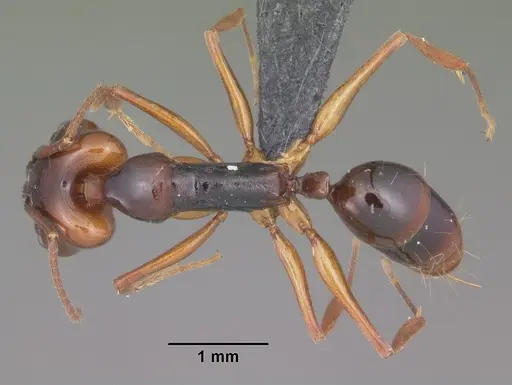 Anochetus madagascarensis specimen CASENT0447670 image casent0447670_1