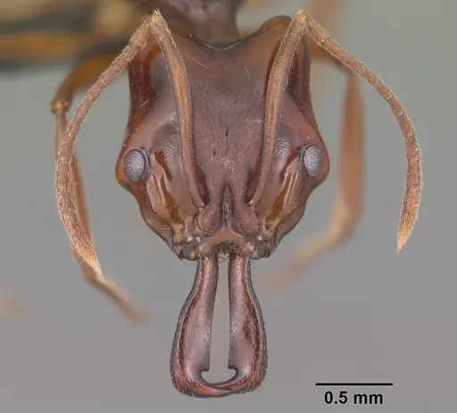 Anochetus madagascarensis specimen CASENT0447670 image casent0447670_2