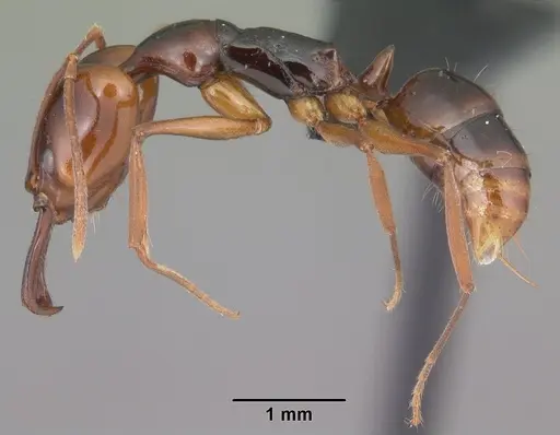 Anochetus madagascarensis specimen CASENT0447670 image casent0447670_3