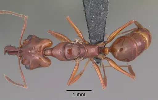 Anochetus madagascarensis specimen CASENT0494333 image casent0494333_1