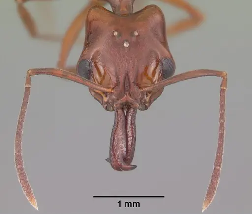 Anochetus madagascarensis specimen CASENT0494333 image casent0494333_2