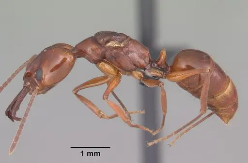 Anochetus madagascarensis specimen CASENT0494333 image casent0494333_3