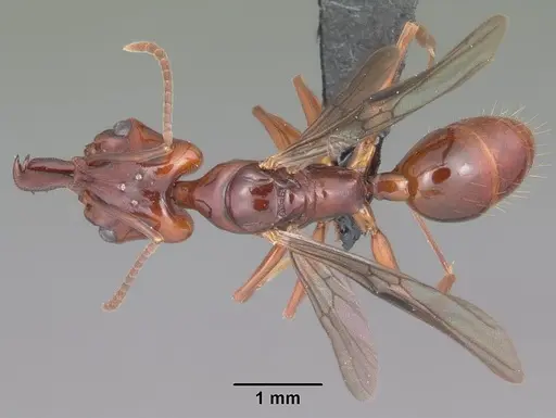 Anochetus madagascarensis specimen CASENT0498419 image casent0498419_1