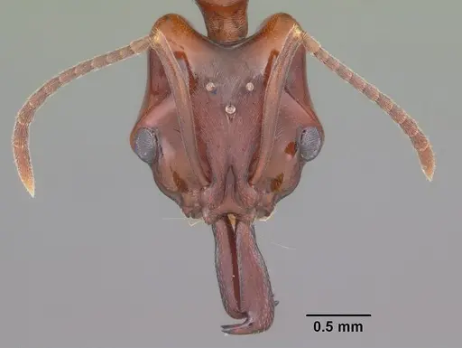 Anochetus madagascarensis specimen CASENT0498419 image casent0498419_2