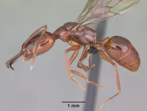 Anochetus madagascarensis specimen CASENT0498419 image casent0498419_3