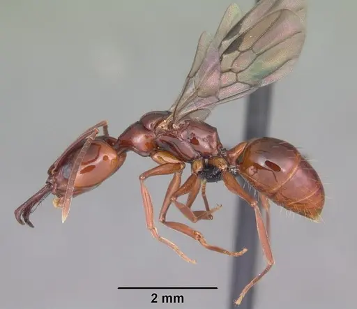 Anochetus madagascarensis specimen CASENT0498419 image casent0498419_4