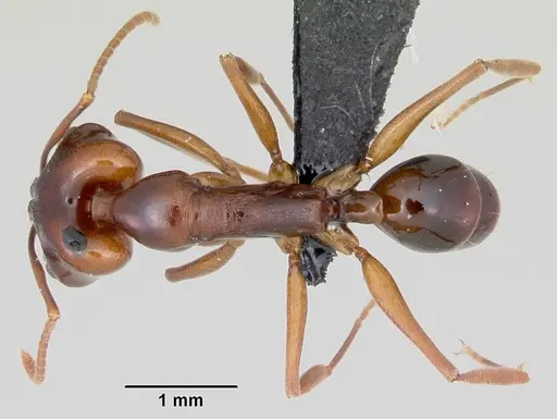 Anochetus madagascarensis specimen CASENT0498593 image casent0498593_1