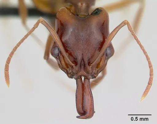 Anochetus madagascarensis specimen CASENT0498593 image casent0498593_2