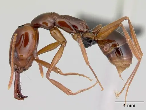 Anochetus madagascarensis specimen CASENT0498593 image casent0498593_3
