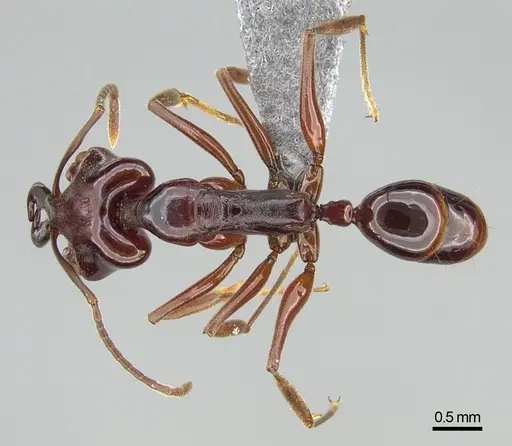 Anochetus madagascarensis specimen CASENT0745881 image casent0745881_1