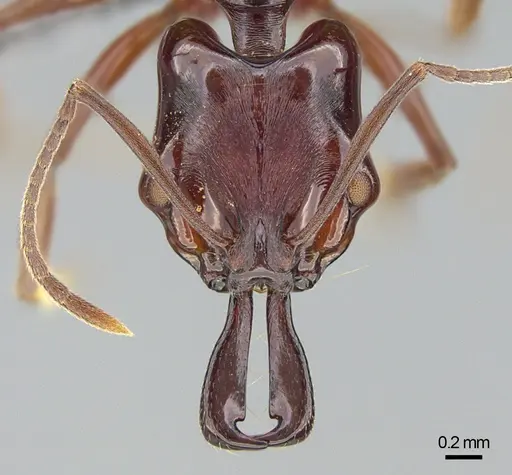 Anochetus madagascarensis specimen CASENT0745881 image casent0745881_2