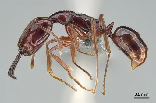 Anochetus madagascarensis specimen CASENT0745881 image casent0745881_3