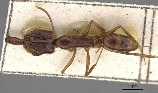 Anochetus madagascarensis specimen CASENT0922439 image casent0922439_1