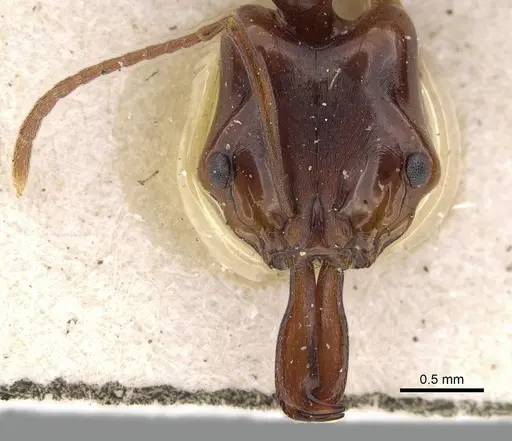 Anochetus madagascarensis specimen CASENT0922439 image casent0922439_2