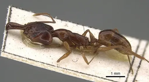 Anochetus madagascarensis specimen CASENT0922439 image casent0922439_3