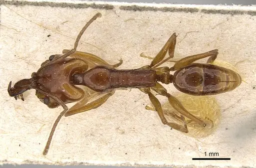 Anochetus madagascarensis specimen CASENT0922440 image casent0922440_1