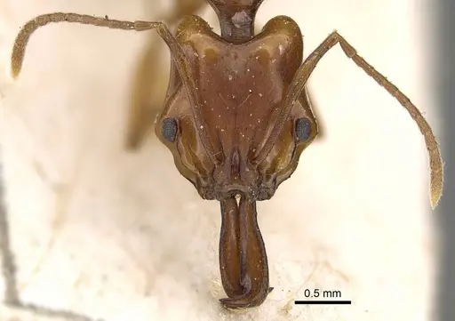 Anochetus madagascarensis specimen CASENT0922440 image casent0922440_2