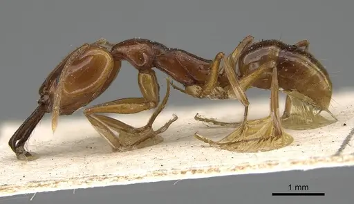 Anochetus madagascarensis specimen CASENT0922440 image casent0922440_3