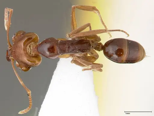 Anochetus madagascarensis specimen FOCOL0346 image focol0346_1