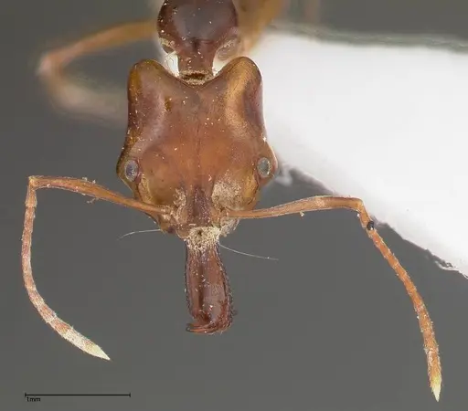 Anochetus madagascarensis specimen FOCOL0346 image focol0346_2