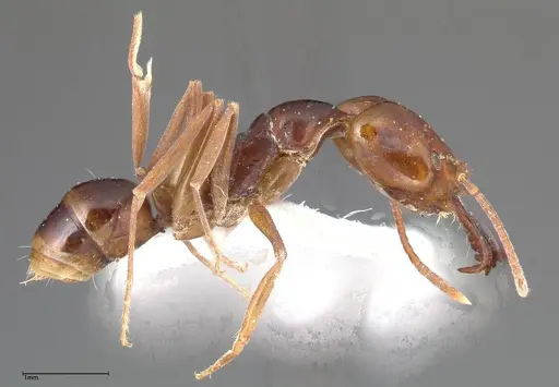 Anochetus madagascarensis specimen FOCOL0346 image focol0346_3
