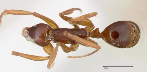 Anochetus madagascarensis specimen FOCOL0347 image focol0347_1