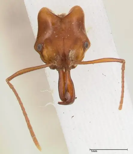 Anochetus madagascarensis specimen FOCOL0347 image focol0347_2