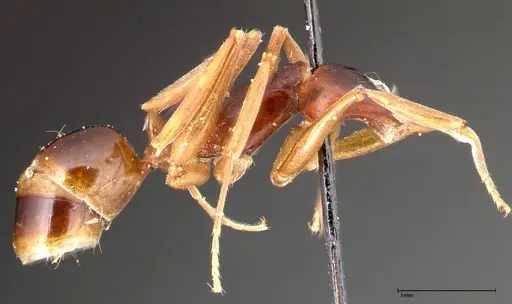 Anochetus madagascarensis specimen FOCOL0347 image focol0347_3