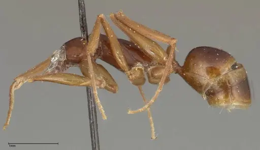 Anochetus madagascarensis specimen FOCOL0347 image focol0347_4