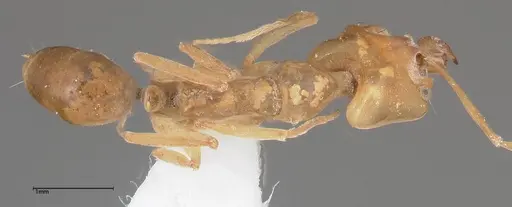 Anochetus madagascarensis specimen FOCOL0348 image focol0348_1