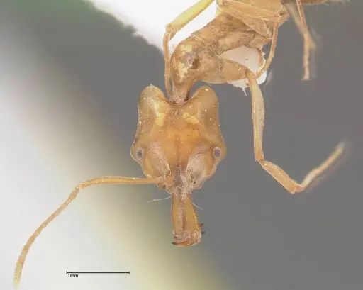 Anochetus madagascarensis specimen FOCOL0348 image focol0348_2