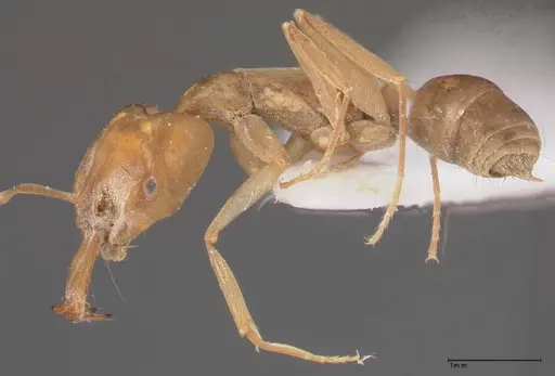 Anochetus madagascarensis specimen FOCOL0348 image focol0348_3