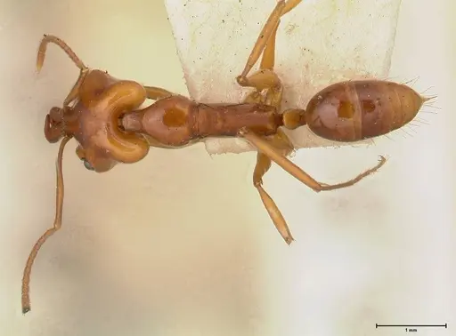 Anochetus madagascarensis specimen FOCOL0585 image focol0585_1