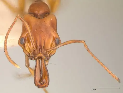 Anochetus madagascarensis specimen FOCOL0585 image focol0585_2