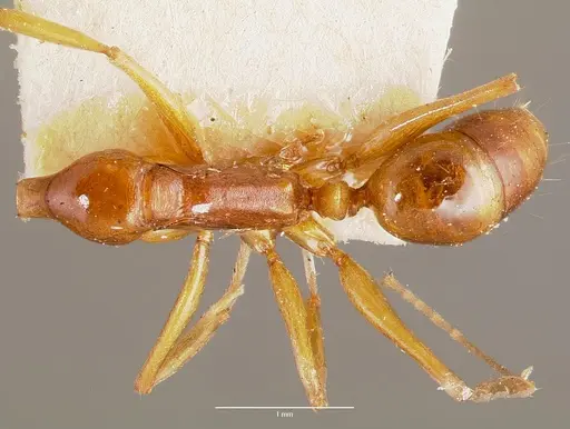 Anochetus madagascarensis specimen MCZTYPE20512 image mcztype20512_1