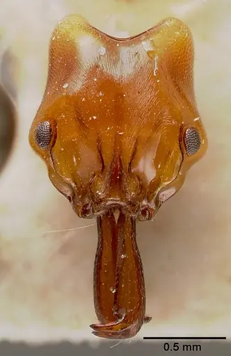 Anochetus madagascarensis specimen MCZTYPE20512 image mcztype20512_2